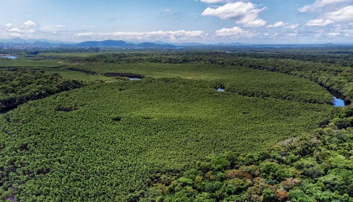  Queda no desmatamento: confira as regiões do Paraná que mais se destacaram em 2024